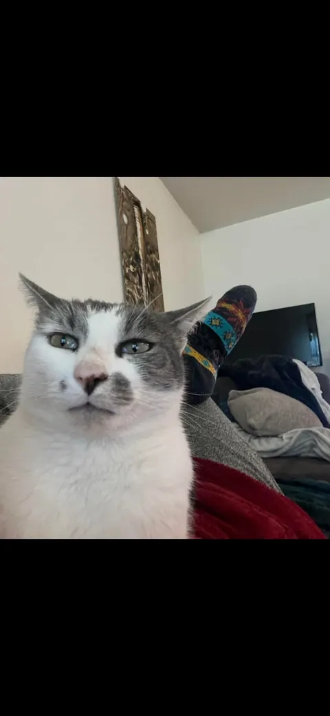 I’ve been really struggling with flu lately, and out of my 3 cats, the most grumpy/standoffish one has decided to take charge of being my primary doctor. 