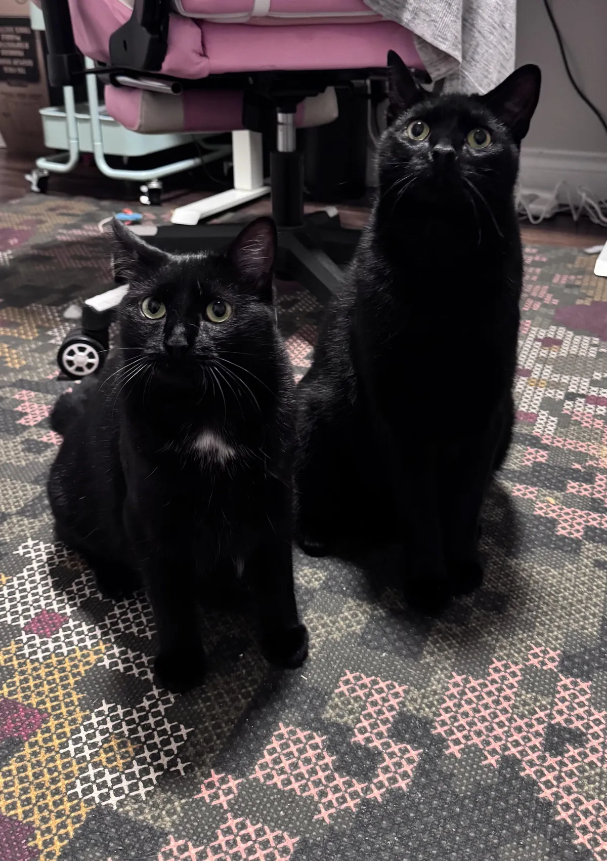 My girl is so tiny compared to her brother 😭🖤