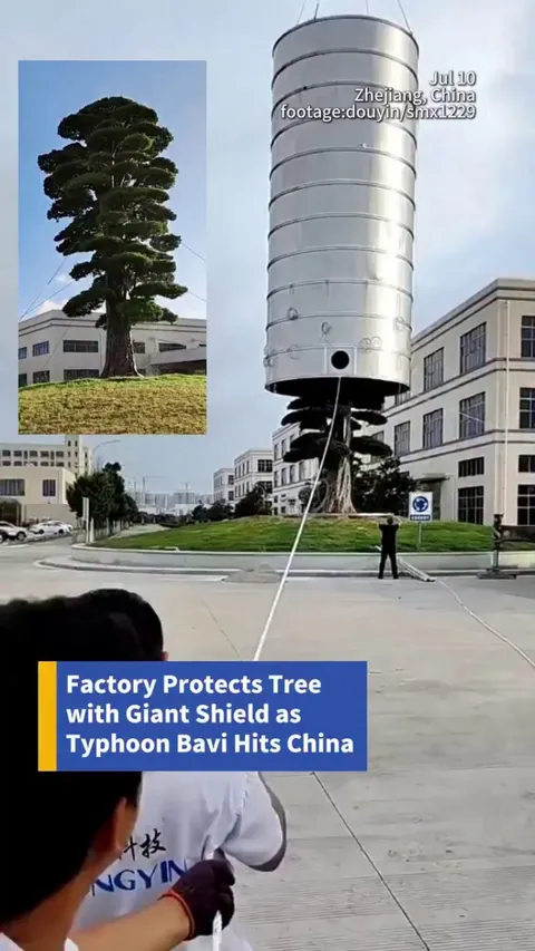 Factory in China shields a tree to protect it from the Typhoon