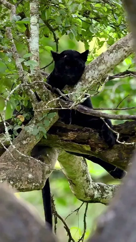 🔥 The hypnotic gaze of the famous Saaya from Kabini Forest, India