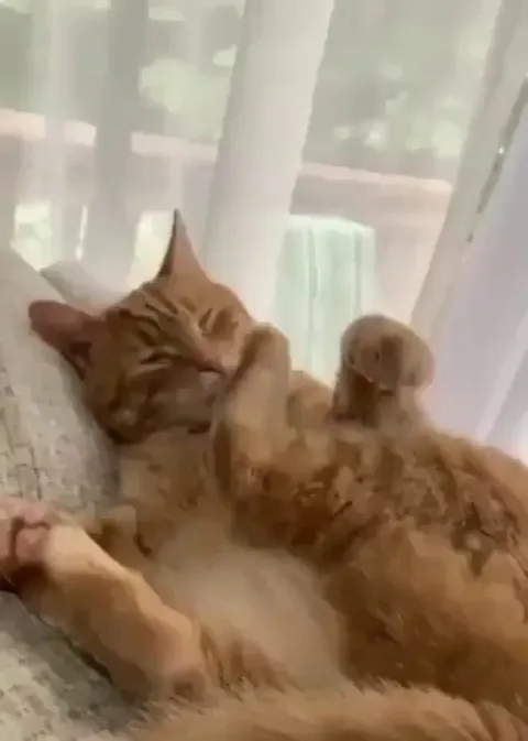 Paw.exe has encountered an error and must be restarted