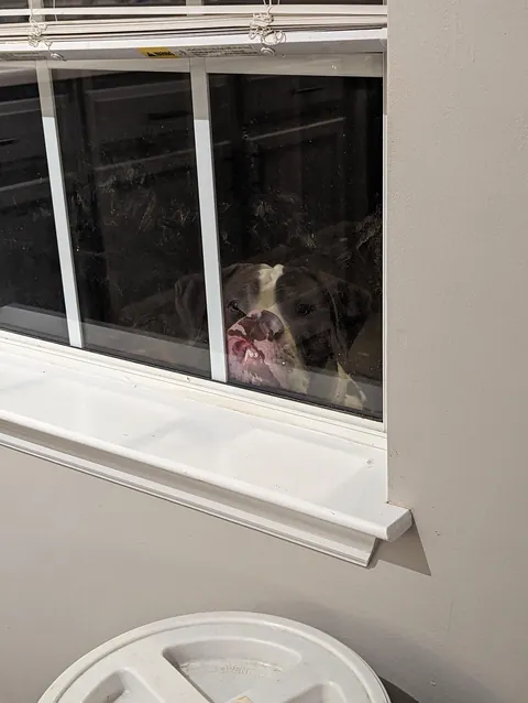 Since everyone loved him so much as a puppy, here he is at least a little grown up