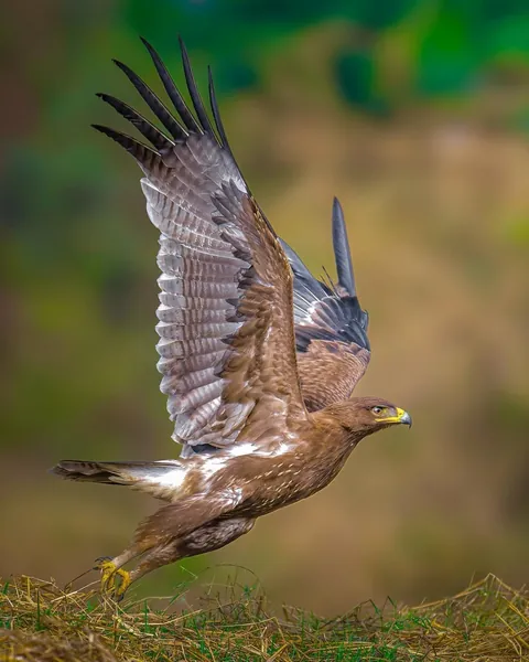 wildlife photography from the Indian wilderness