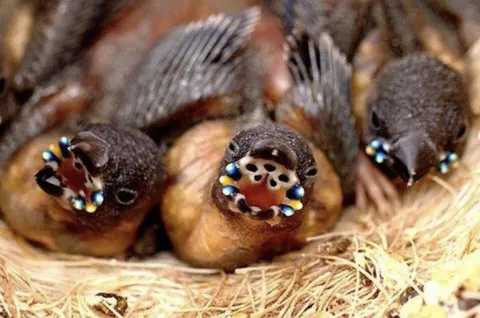 🔥 Gouldian finch chicks have bright spots on the sides of their mouths that help their parents feed them in the dark.