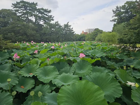 3 weeks Japan off the beaten track by folding bycicle and public transport