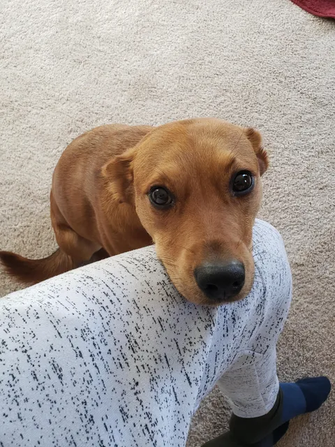 This happens every time I get audibly frustrated. He's a therapy dog at heart.