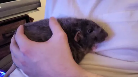 I just lost one of my first rats. He was the cuddliest little fellow. How do you guys cope with the losses? Im just devastated...