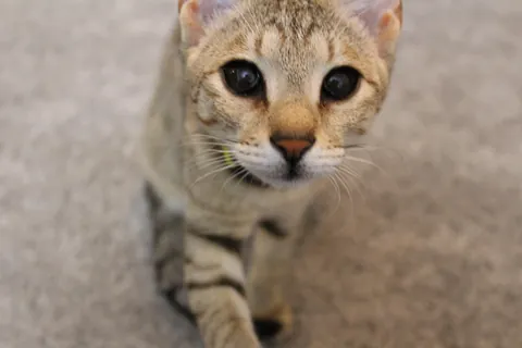 My cat had black eyes on day one: Now she’s coming up to 3 years old and better than ever.