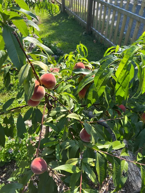 Turned my depression into a front yard garden