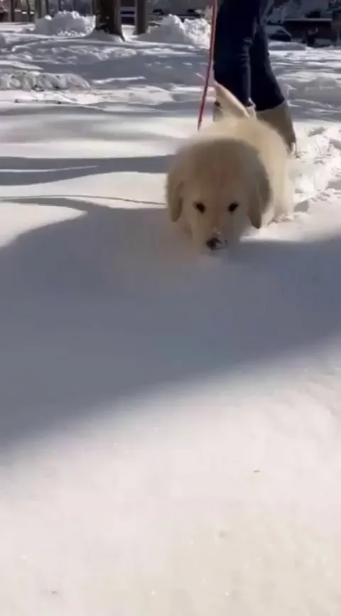 Pup face pushing himself into snow