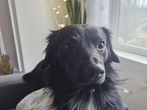 River, a heckin' good pupper