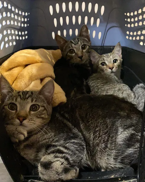 Originally was going to adopt 2 of these guys. Turns out three times the charm. We got all the siblings together! They’re super close and we didn’t want to leave the sister out. Any advice would help as first time cat owners :)