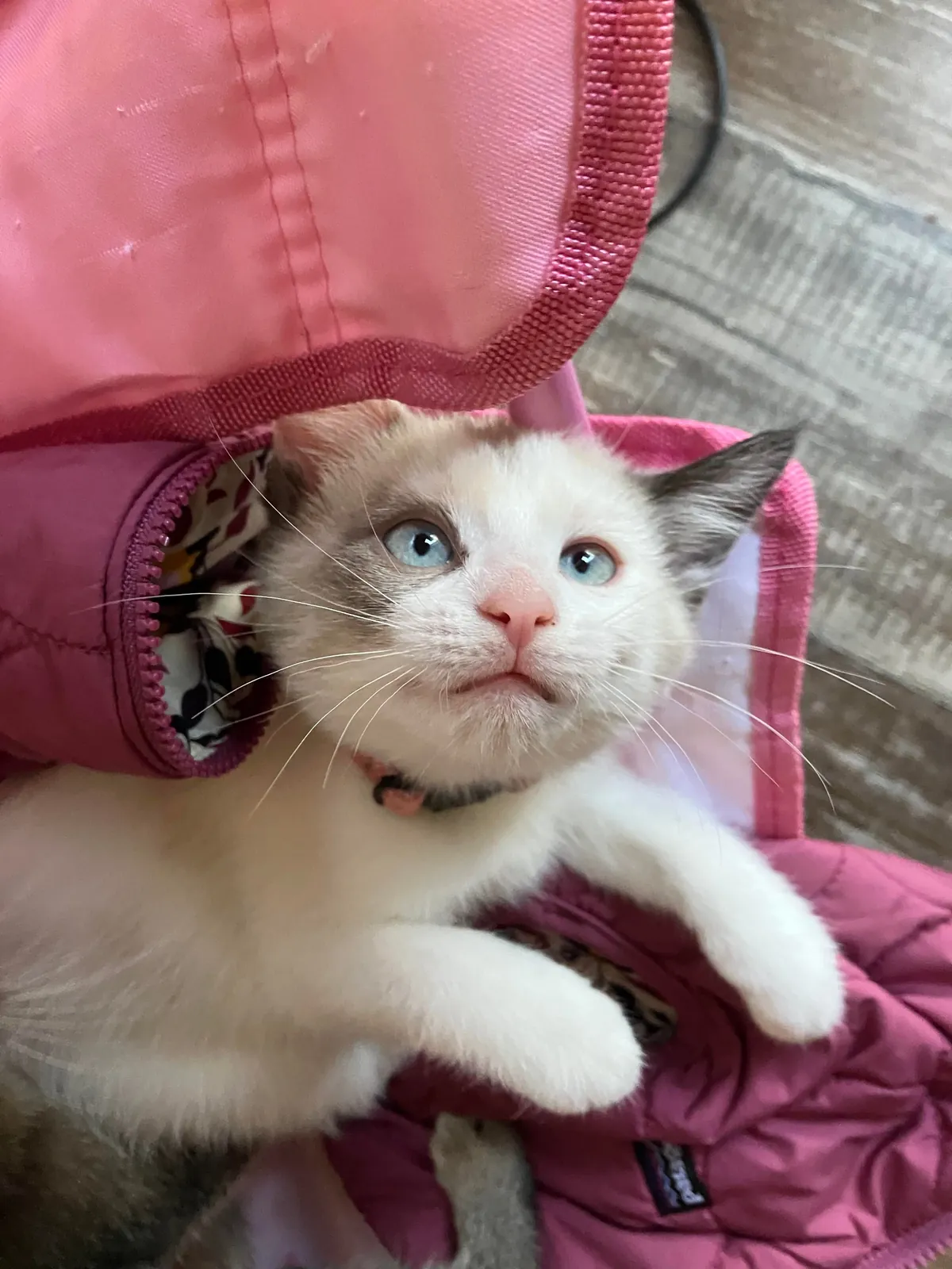 Returned for not being cuddly enough