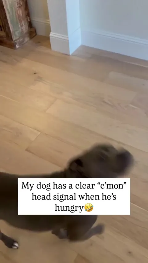 Clear and direct, follow him 🤣 - - Adam Williams