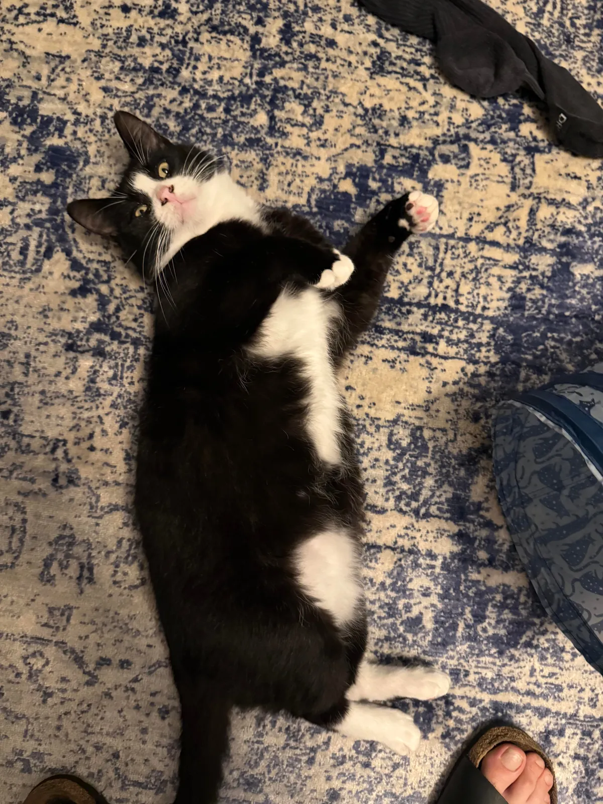 Is my cat fat? My girlfriend and today my mom said he looks overweight 🥲