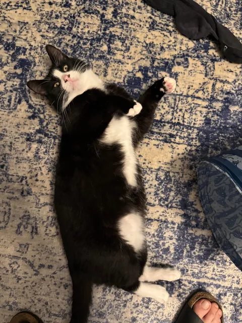 Is my cat fat? My girlfriend and today my mom said he looks overweight 🥲