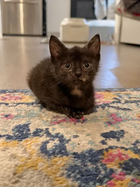 From 6oz to fat ❤️