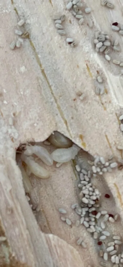 Called an inspector. He found roommates I didn’t know I had.