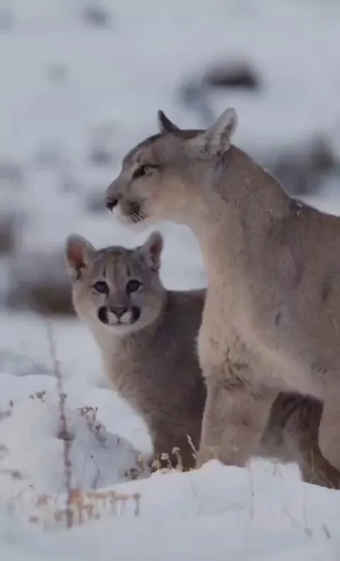 Young Puma showing mom affection