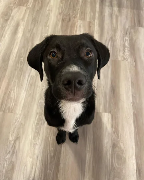 Guess who runs this house? 🐕👑