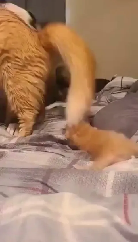 Mommy cat introduces new kitten to doggy friend
