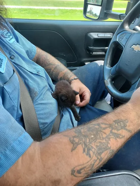 Void kitty I snatched from a job site after she was almost ran over.