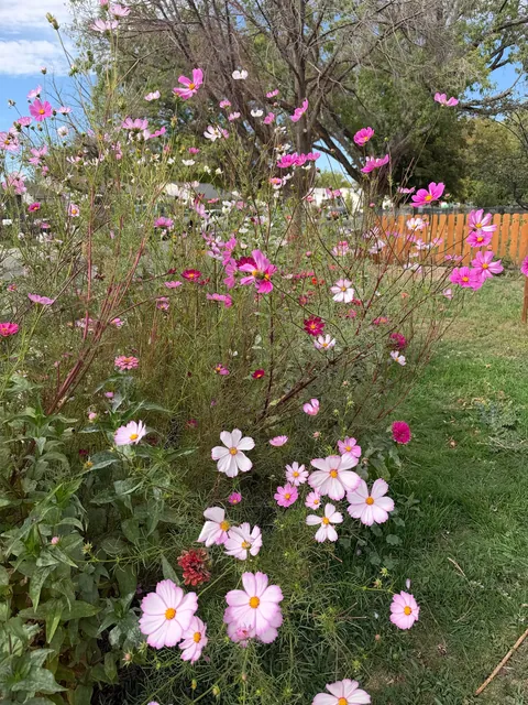 First time planting Cosmos