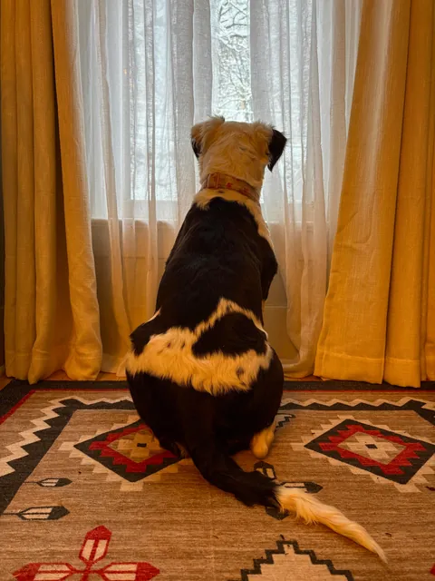 Much asked for second post of Mia, my rare furry bully mix (recessive gene that makes her furry). ❤️