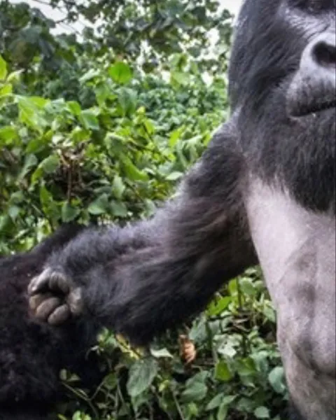 A gorilla punched him. He still got the shot