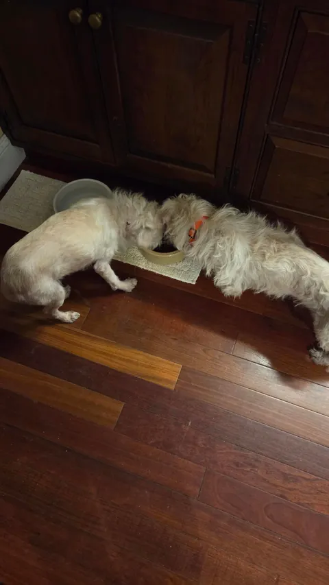 Linus and Lucy are feeling better about their new home.