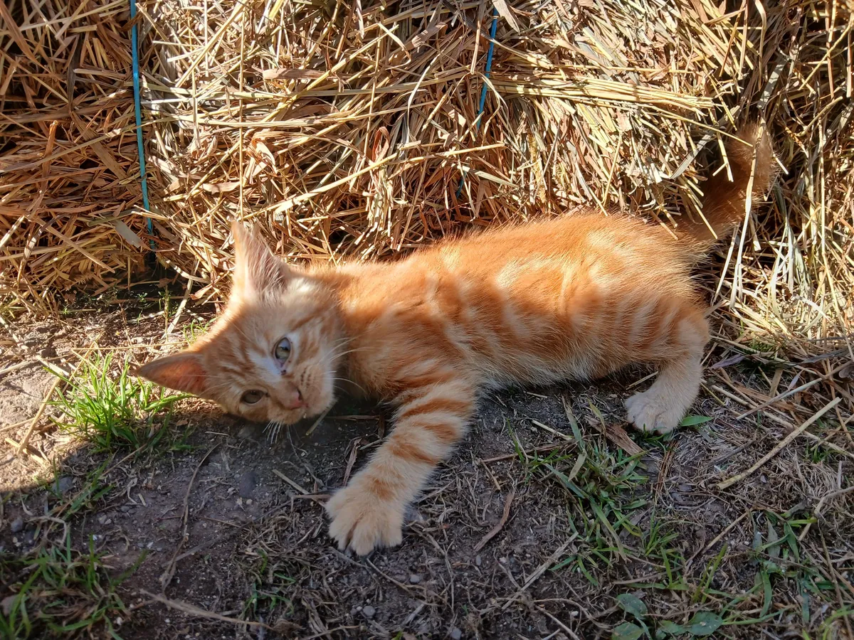 My 24yo cat recently passed away, I told my niece if I were to have another cat, I'd get an orange cat. This guy showed up the same day.
