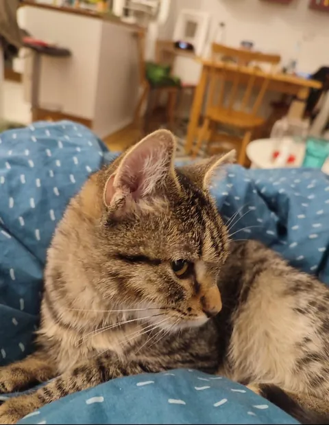 Give me the funniest/memeiest picture of your Cat that you have