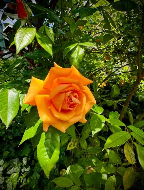 My parents’ gorgeous roses