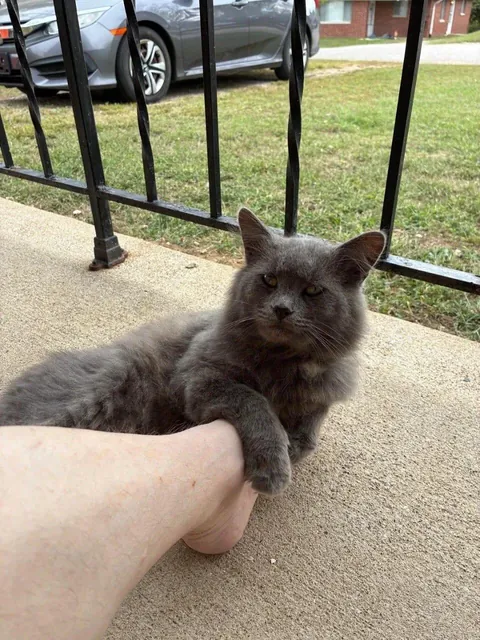 Took 8 months to get this stray to come near me. Now, he lays with me and jumps in my car whenever I get home