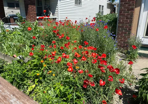 Before and After: We turned our lawn into a wildflower garden a few years back. It is now the joy of our summer!