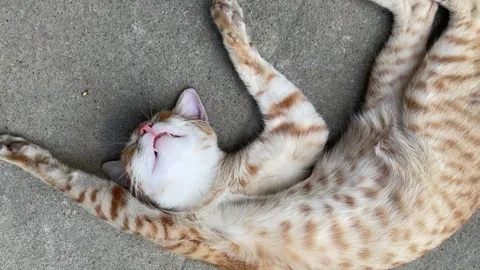 i feed this cat often, so he started sleeping at my house everyday