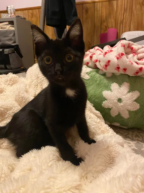 Is my girl a black cat or tuxedo?