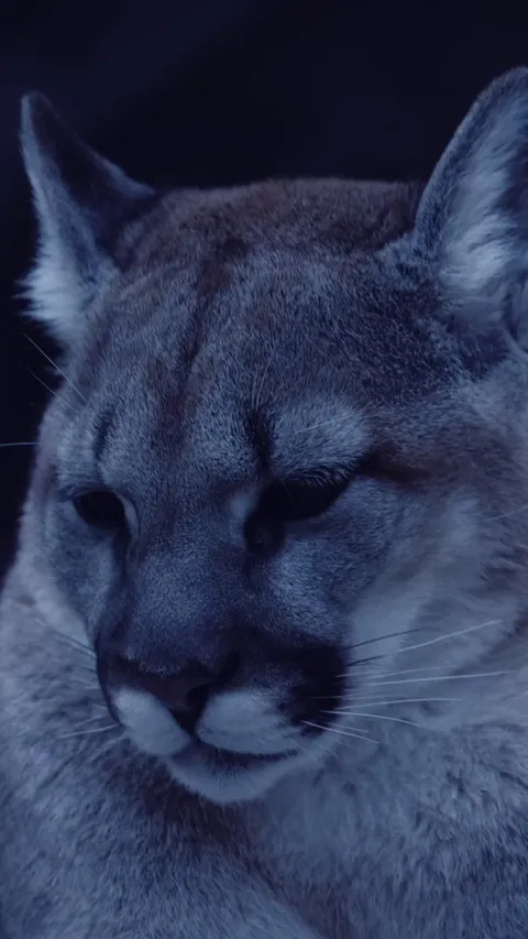 🔥The Cougar (Puma concolor)