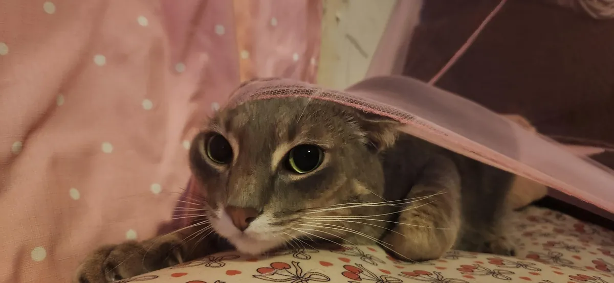 I did it! I finished cleaning my room!