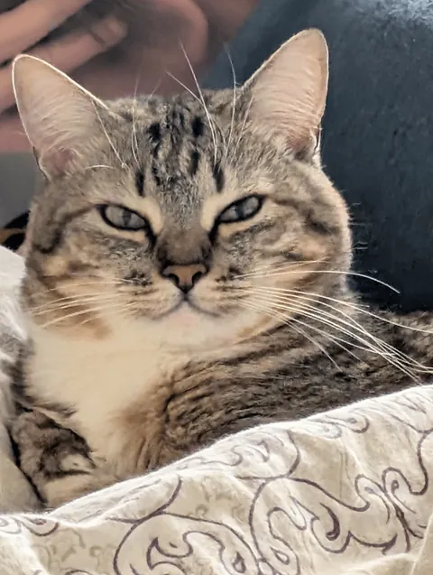 Hello reddit, meet my cat Seva, he is a very sweet and affectionate cat and he REALLY loves play❤️