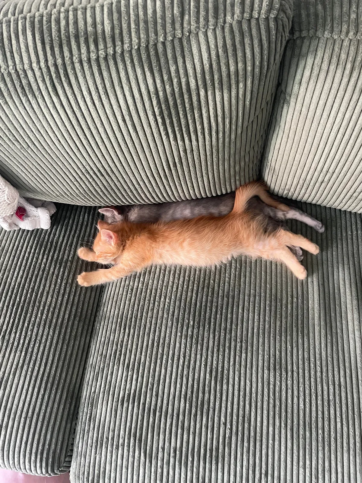 adopted a pair of bonded kittens