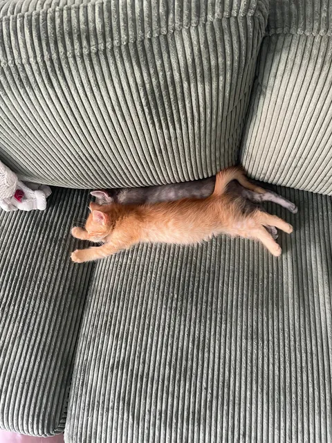 adopted a pair of bonded kittens