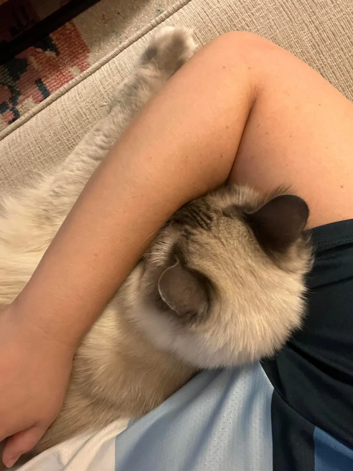 Kitty likes to burrow his face whenever we cuddle