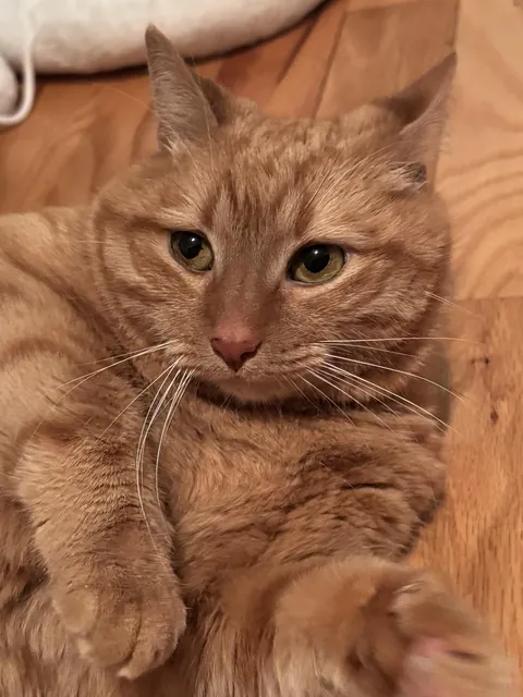 Just rescued this sweet girl