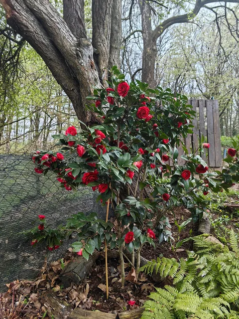 My garden in Serbia 🌿🇷🇸