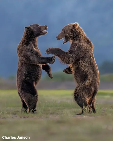 The finalists for the 2026 Nikon Comedy Wildlife Awards have officially been announced, bringing together some of the funniest and most perfectly timed moments from the animal kingdom