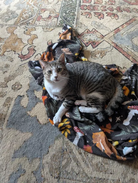 My indoor cat vomited up a snake