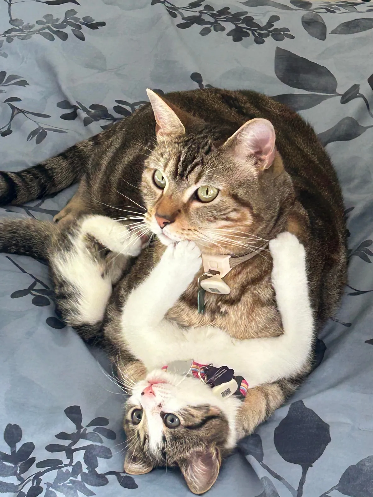 My big boy cat bonded with his new little sister immediately