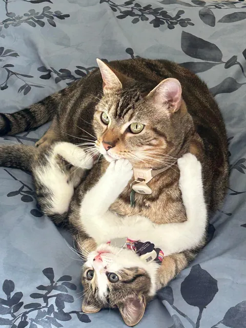 My big boy cat bonded with his new little sister immediately