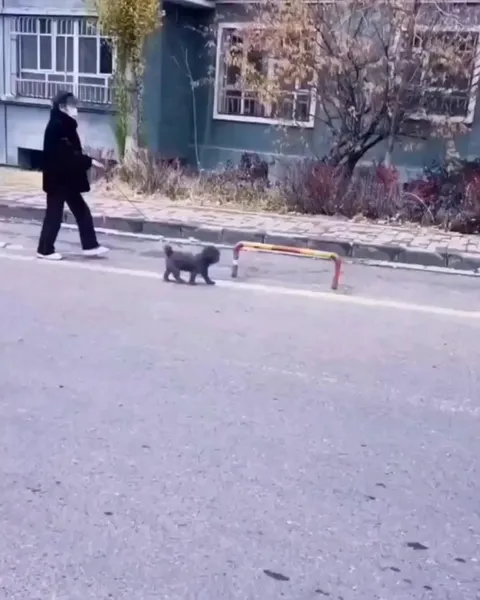 Nothing like a walk through the obstacle course 